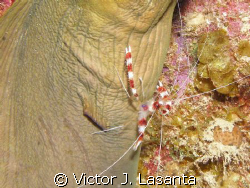  banded coral shrimp cleaning a green eel in window dive ... by Victor J. Lasanta 